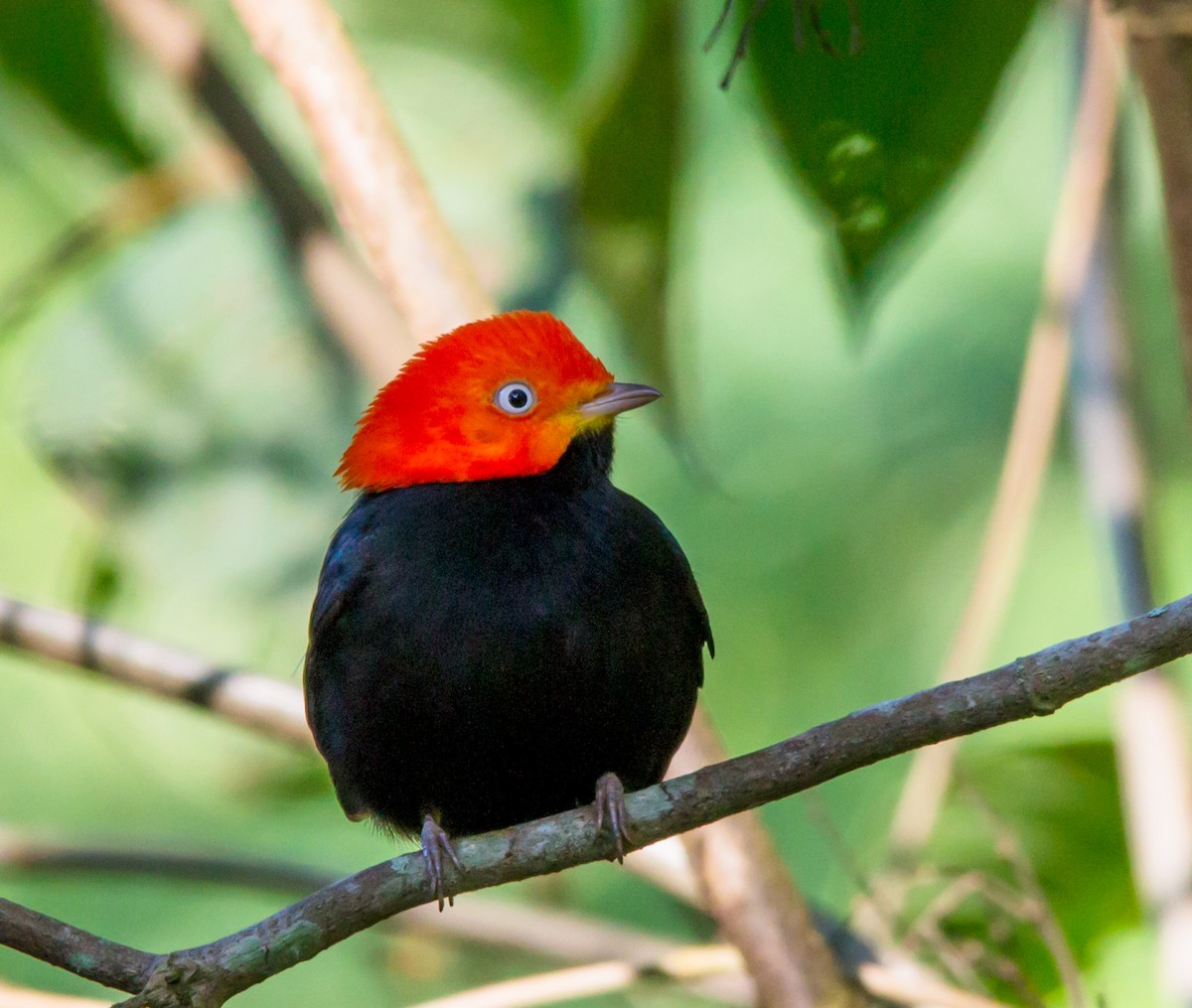 Red-capped Manakin - ML40400131