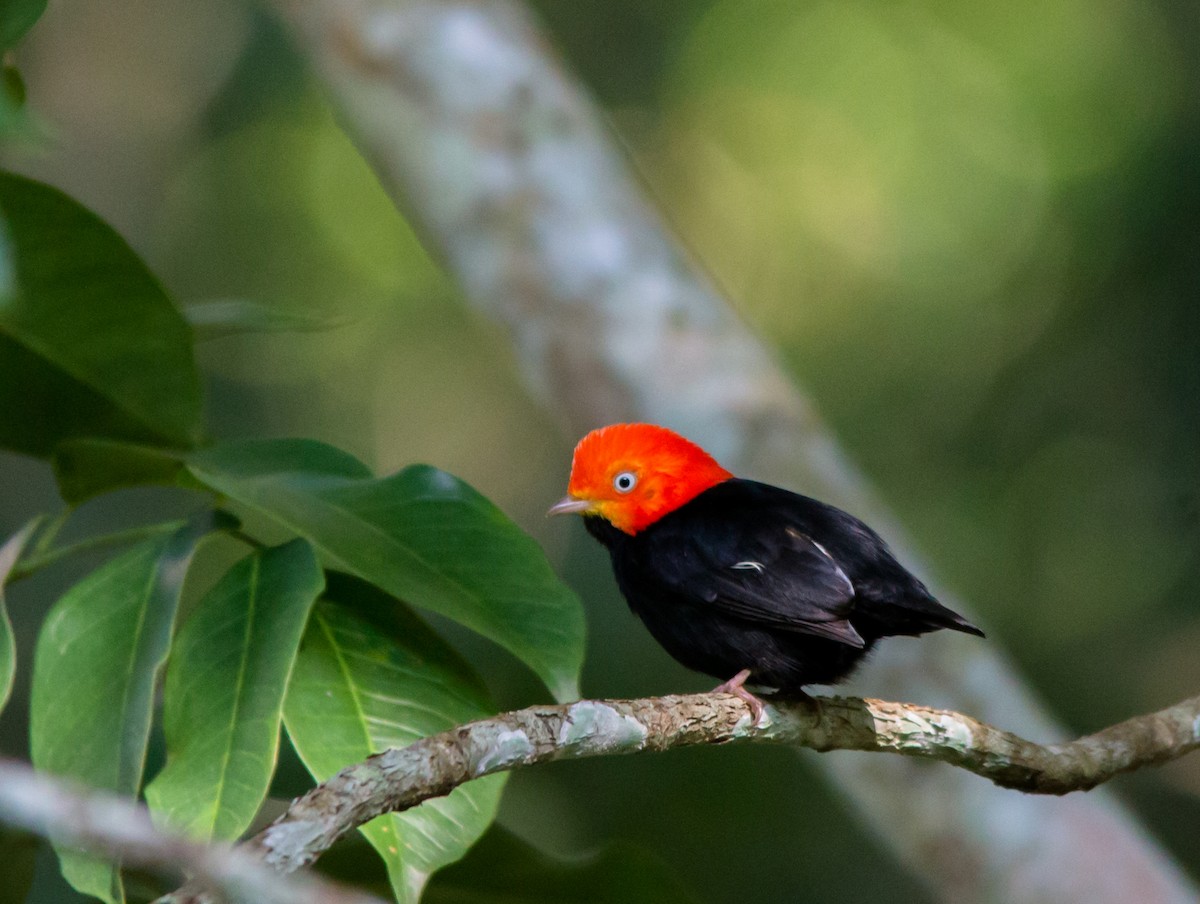 Red-capped Manakin - ML40400251