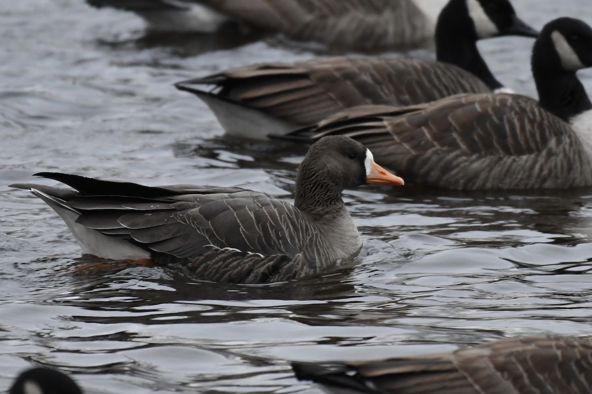 Greater White-fronted Goose (Greenland) - ML404003851