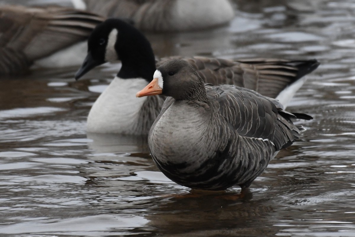 Greater White-fronted Goose (Greenland) - ML404003901