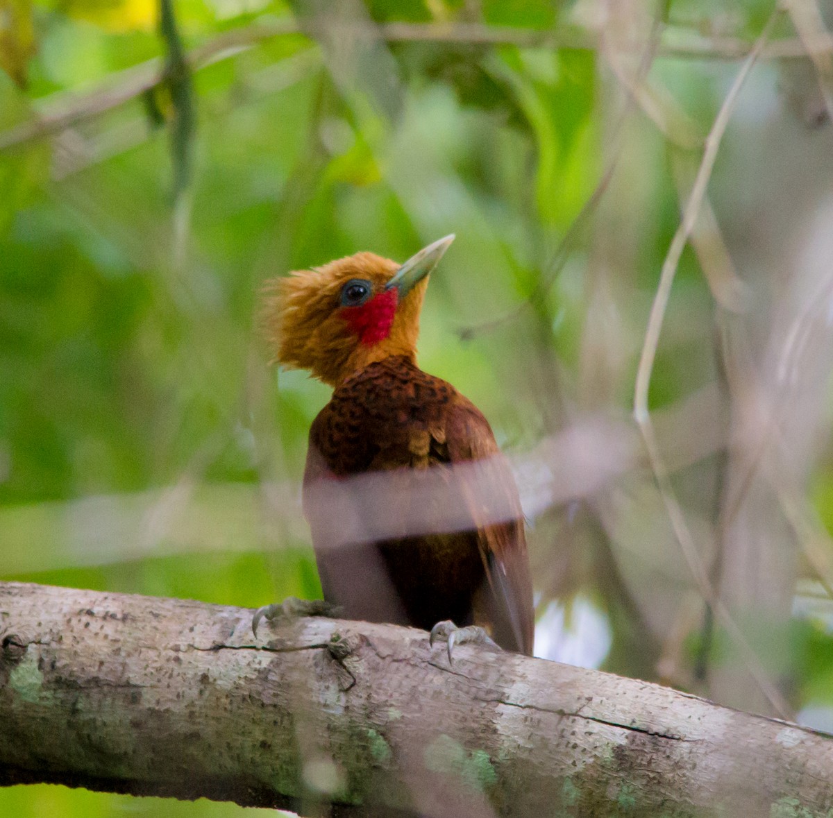 Chestnut-colored Woodpecker - Kevin Vande Vusse