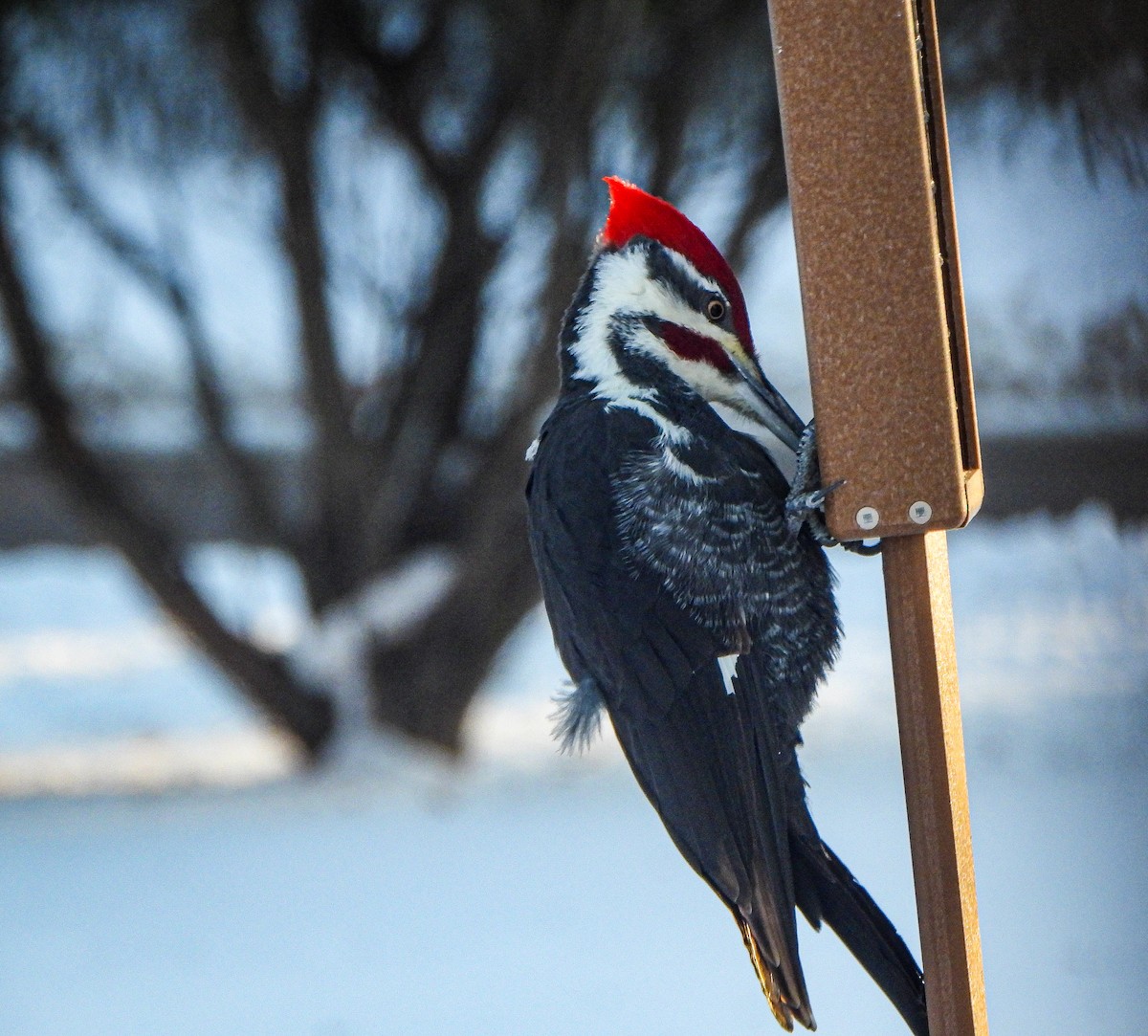 Pileated Woodpecker - Amy B