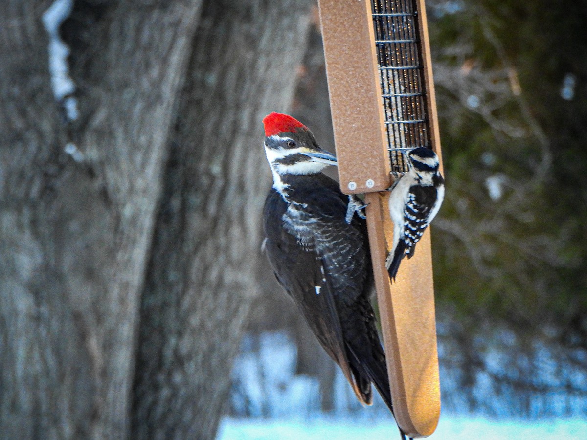Pileated Woodpecker - ML404009671