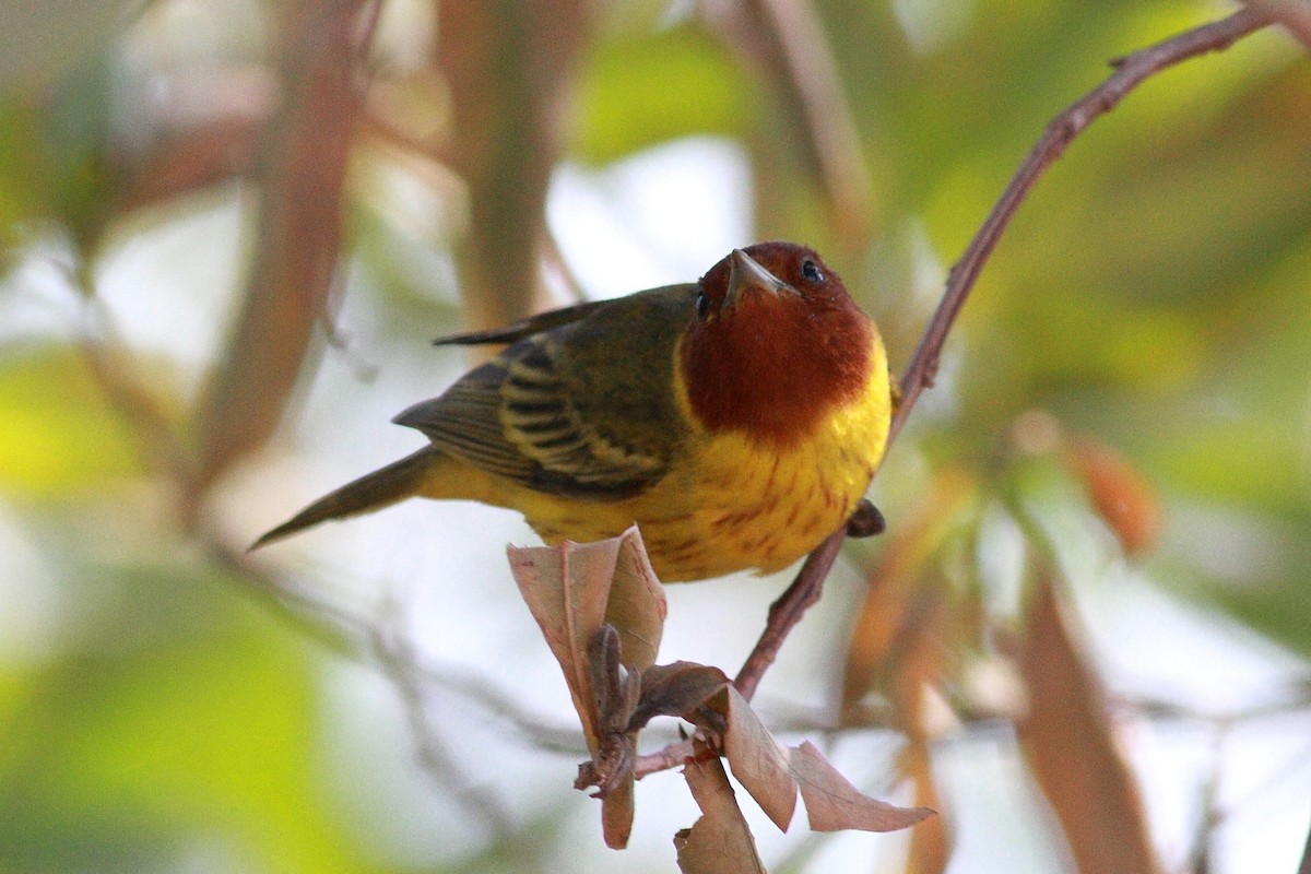 Yellow Warbler (Mangrove) - ML404010131