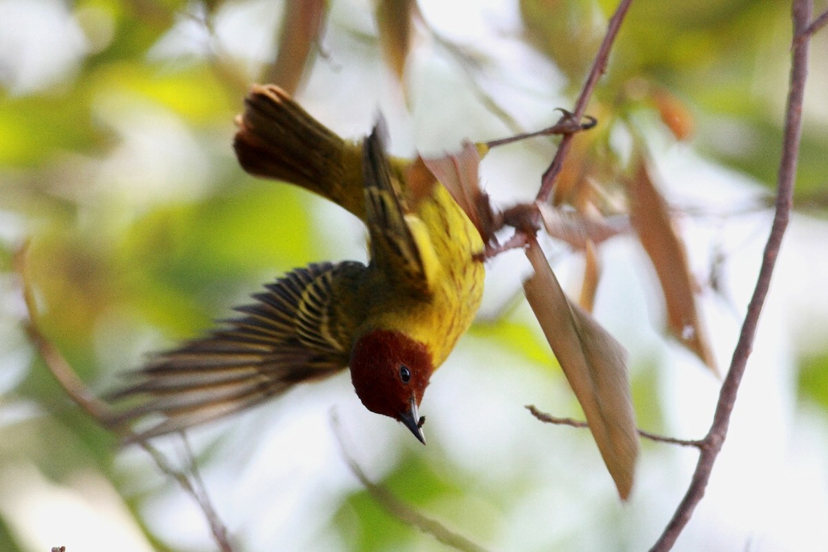 Yellow Warbler (Mangrove) - Manfred Bienert