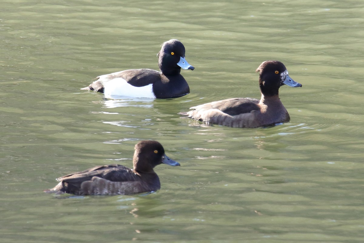 Tufted Duck - ML404015321