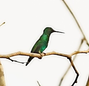 Blue-tailed Emerald - Maciej  Kotlarski