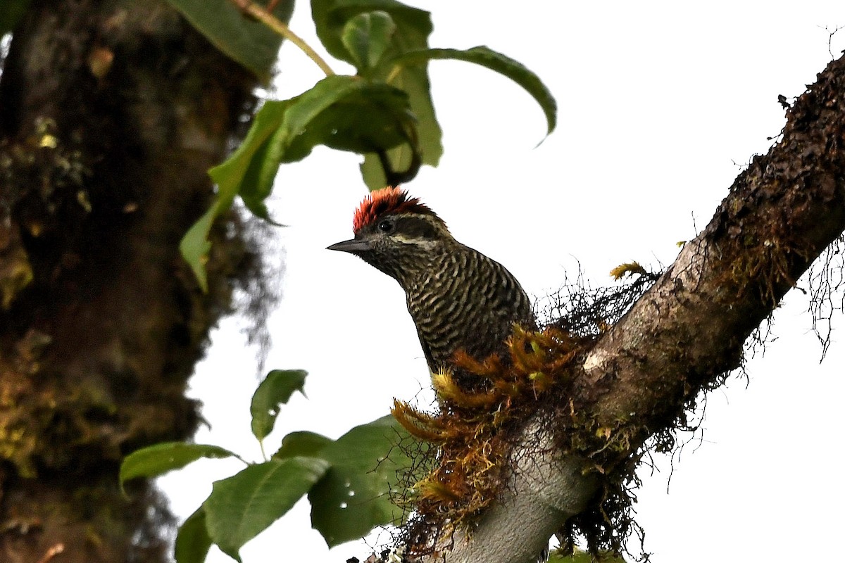 Bar-bellied Woodpecker - ML404022381