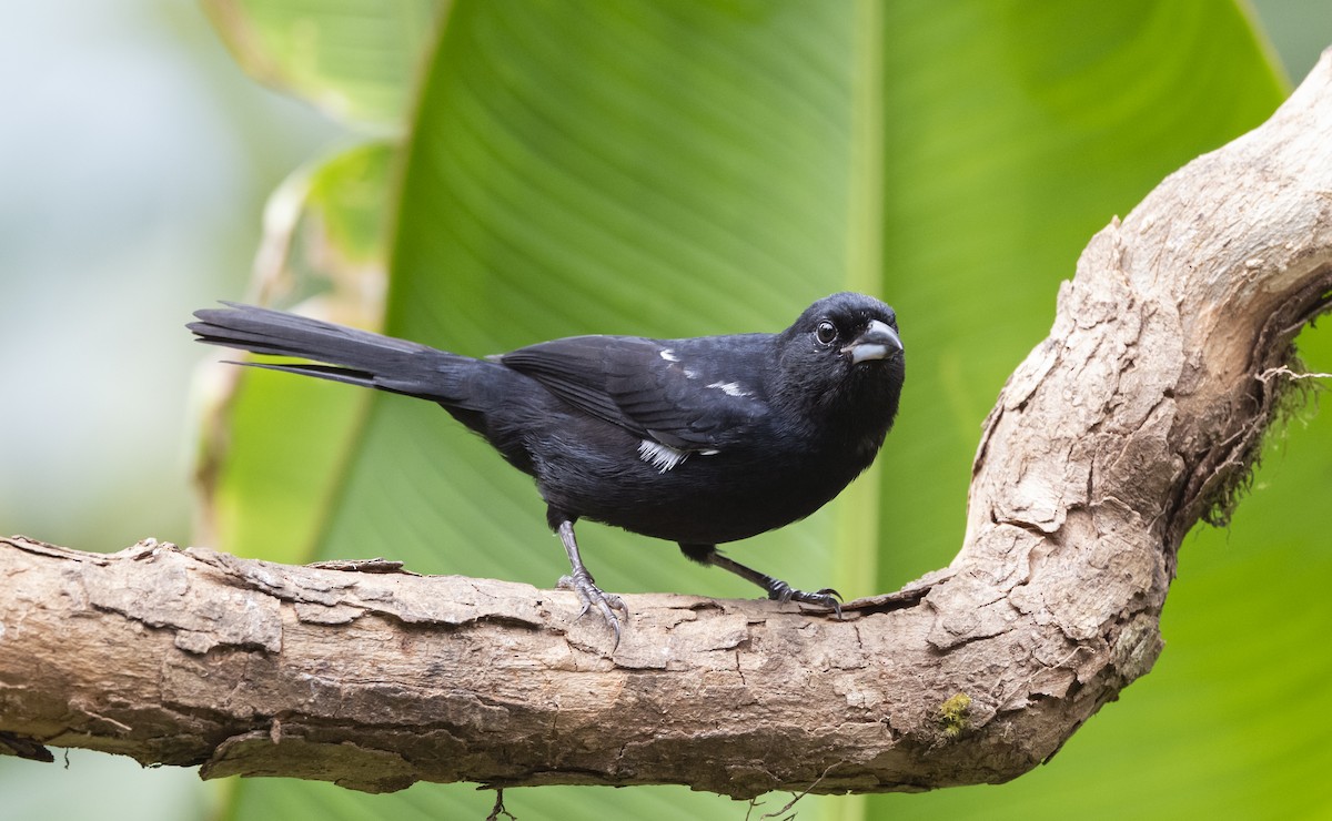 White-lined Tanager - ML404022851