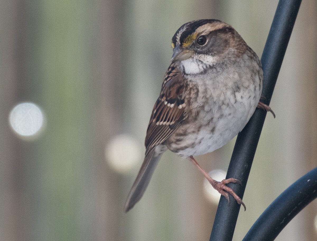 White-throated Sparrow - ML404024111