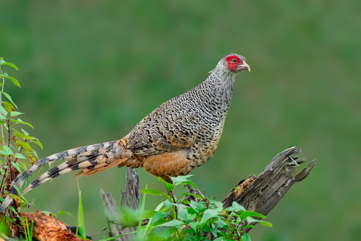 Cheer Pheasant - Rajkumar Das