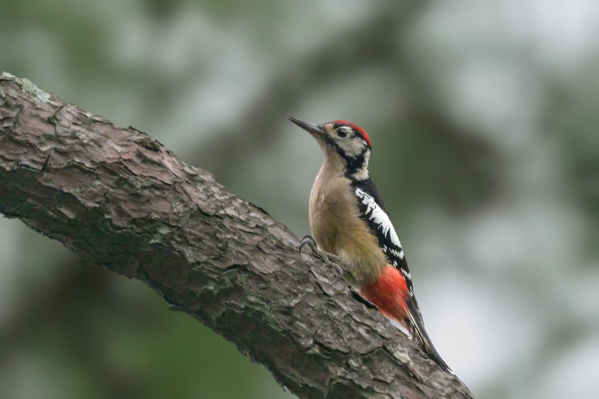 Himalayan Woodpecker - ML404026981