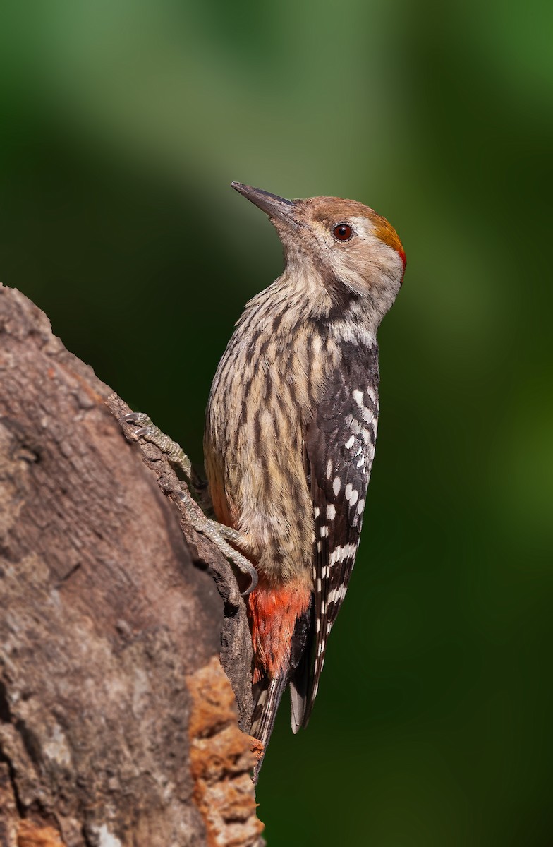 Brown-fronted Woodpecker - ML404027621