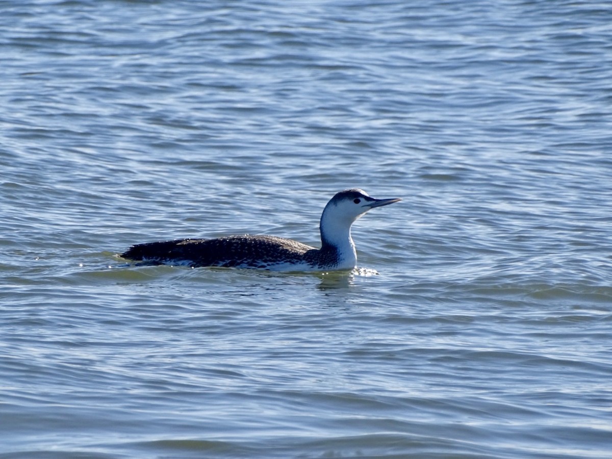 Red-throated Loon - Janet Wooten