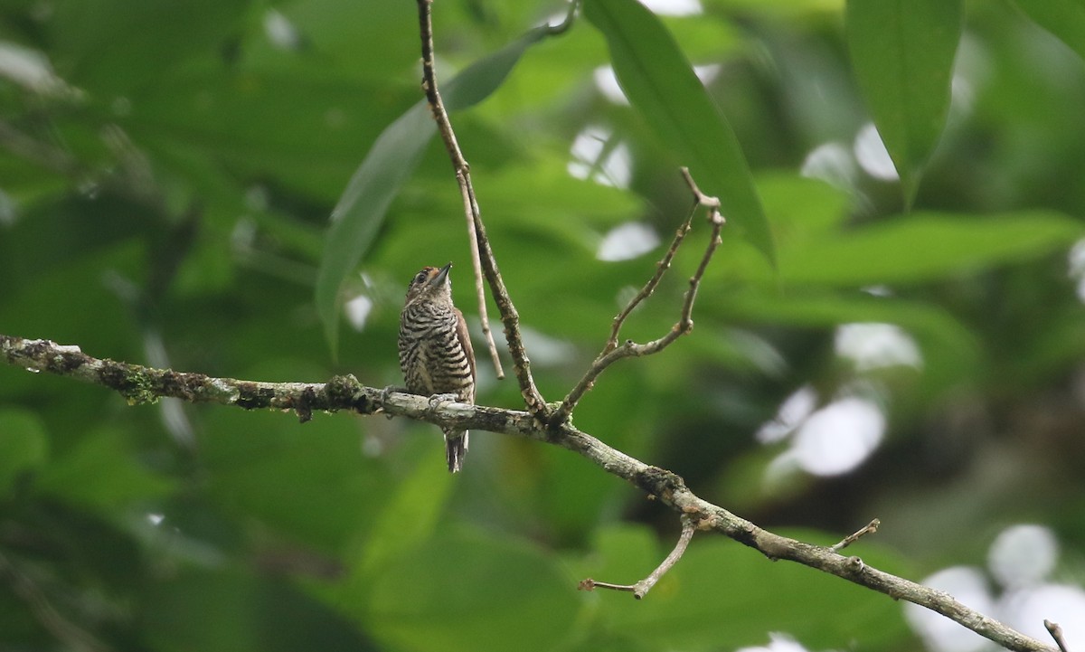 White-barred Piculet - ML404050091
