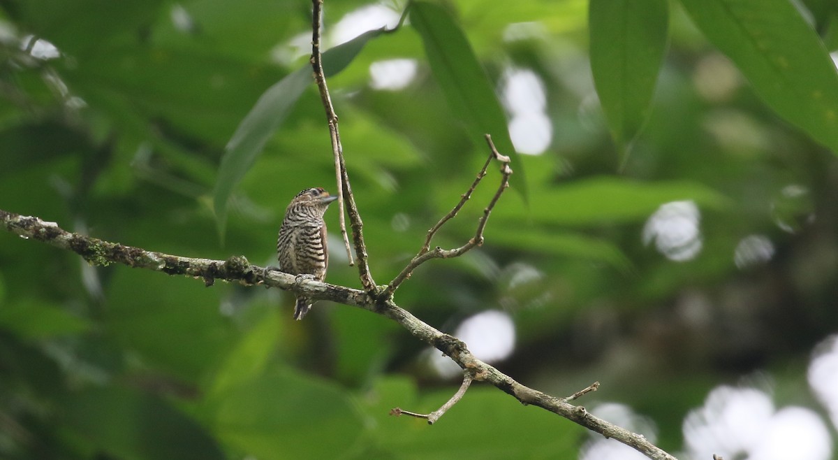 White-barred Piculet - ML404050101