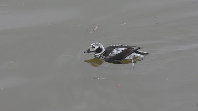 Long-tailed Duck - ML404055411