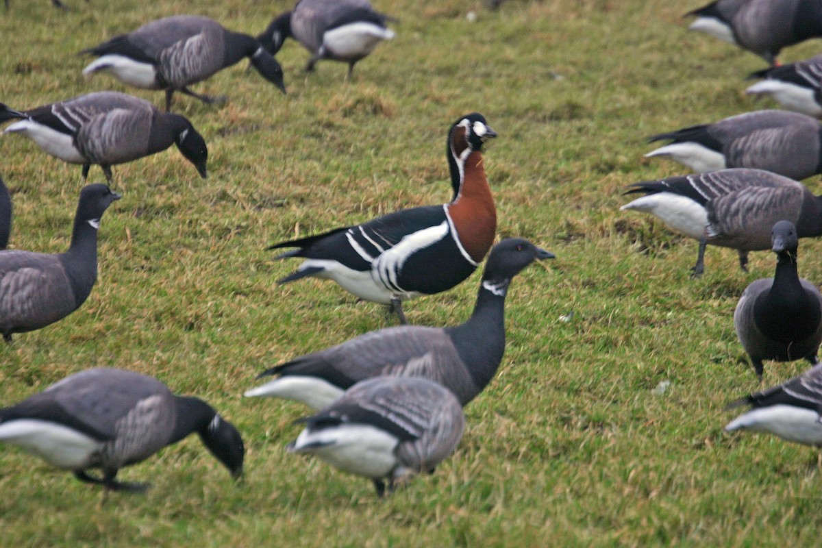 Red-breasted Goose - ML40407031