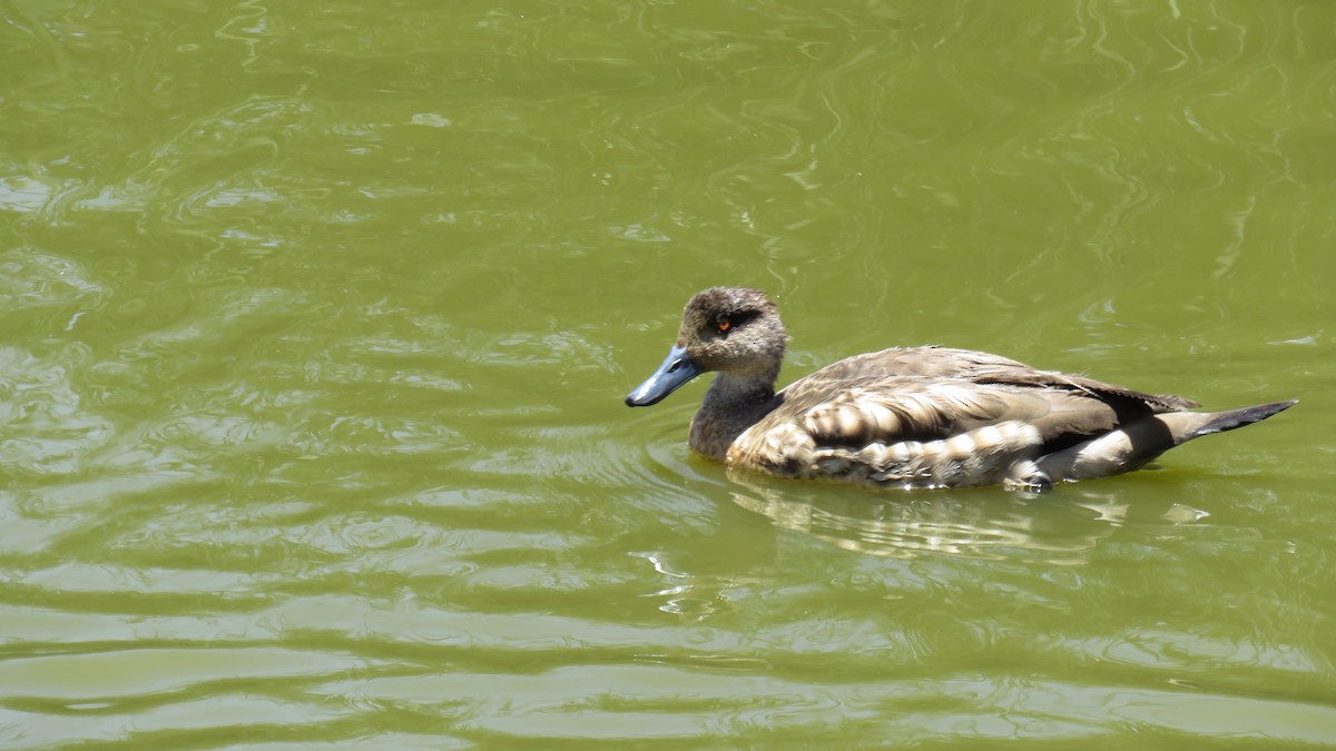 Crested Duck - ML40407241