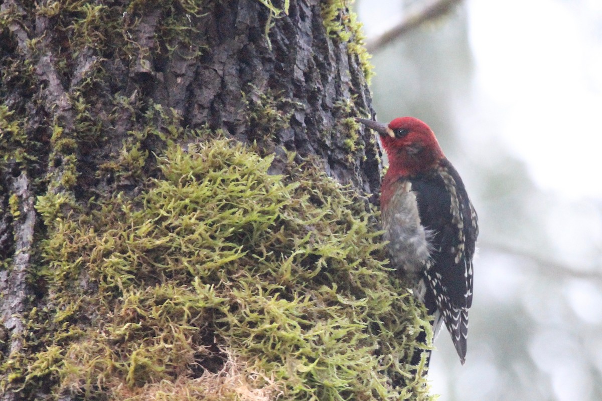 Red-breasted Sapsucker - ML404081371
