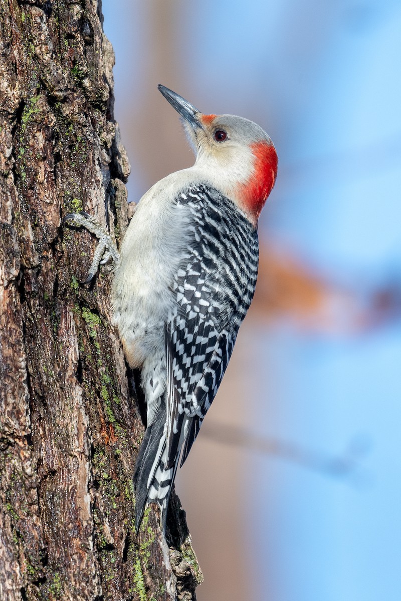 Red-bellied Woodpecker - ML404089071