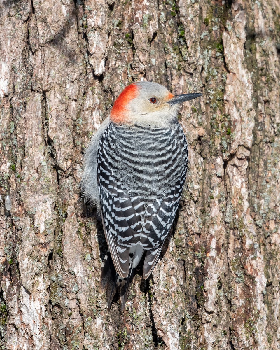 Red-bellied Woodpecker - ML404089131