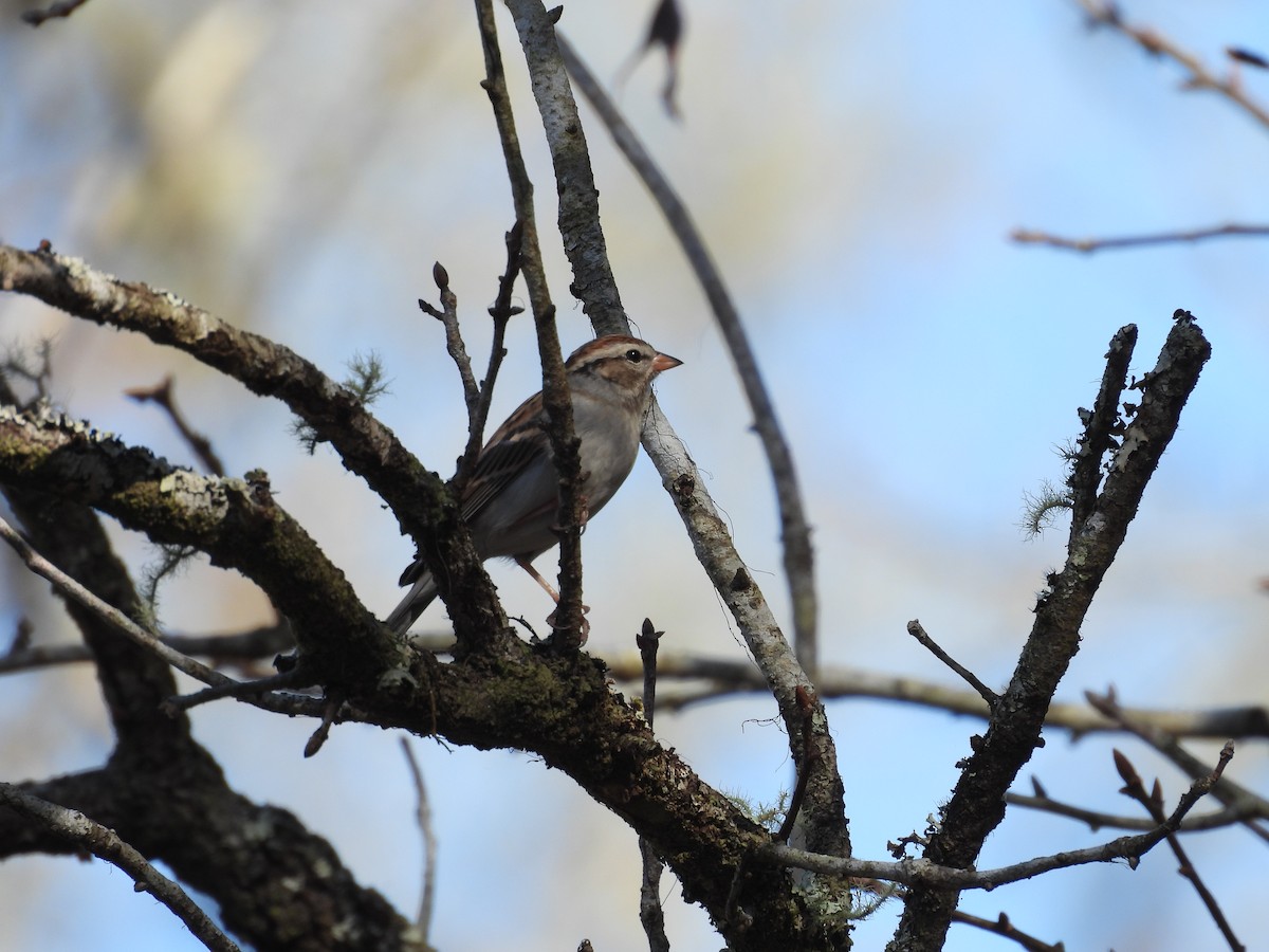 Chipping Sparrow - ML404090381