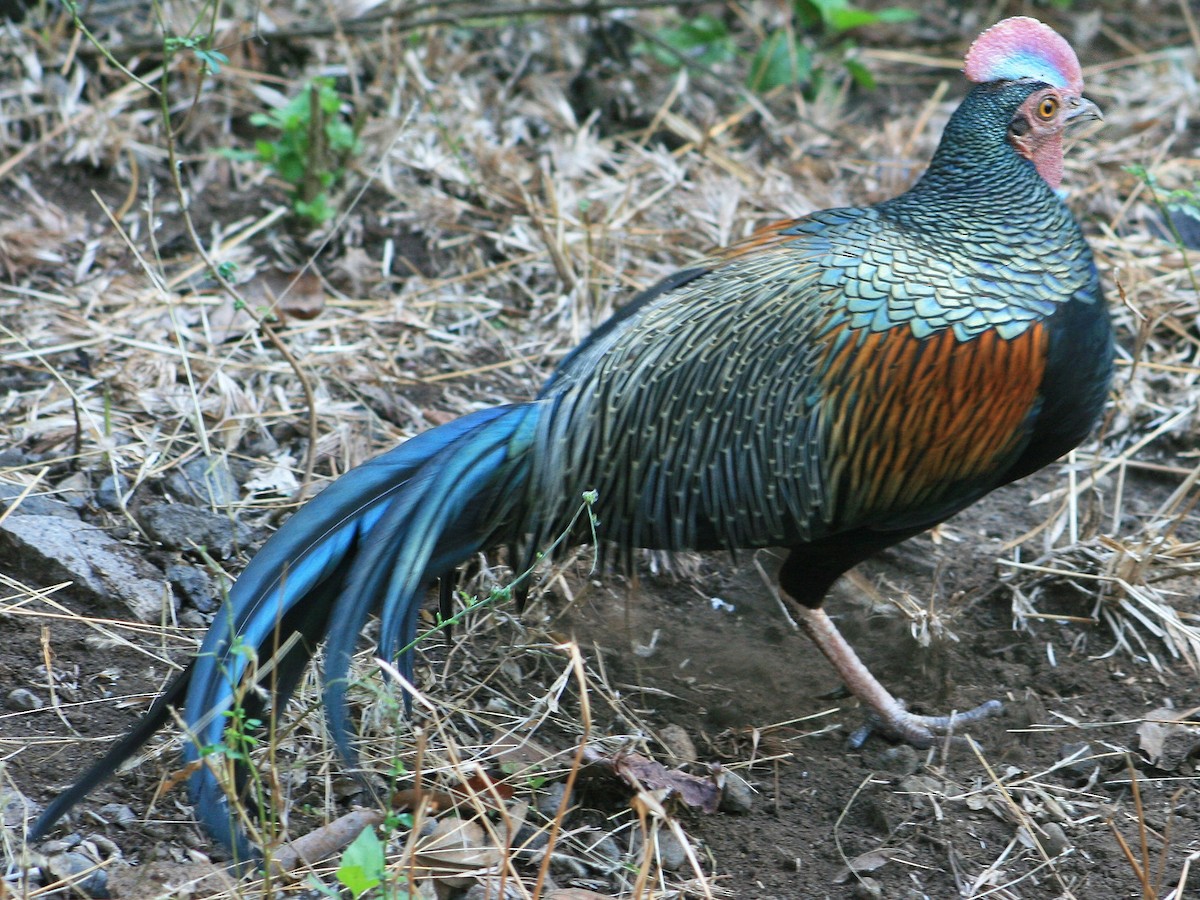 ebird-checklist-4-jul-2011-bali-barat-np-general-area-please