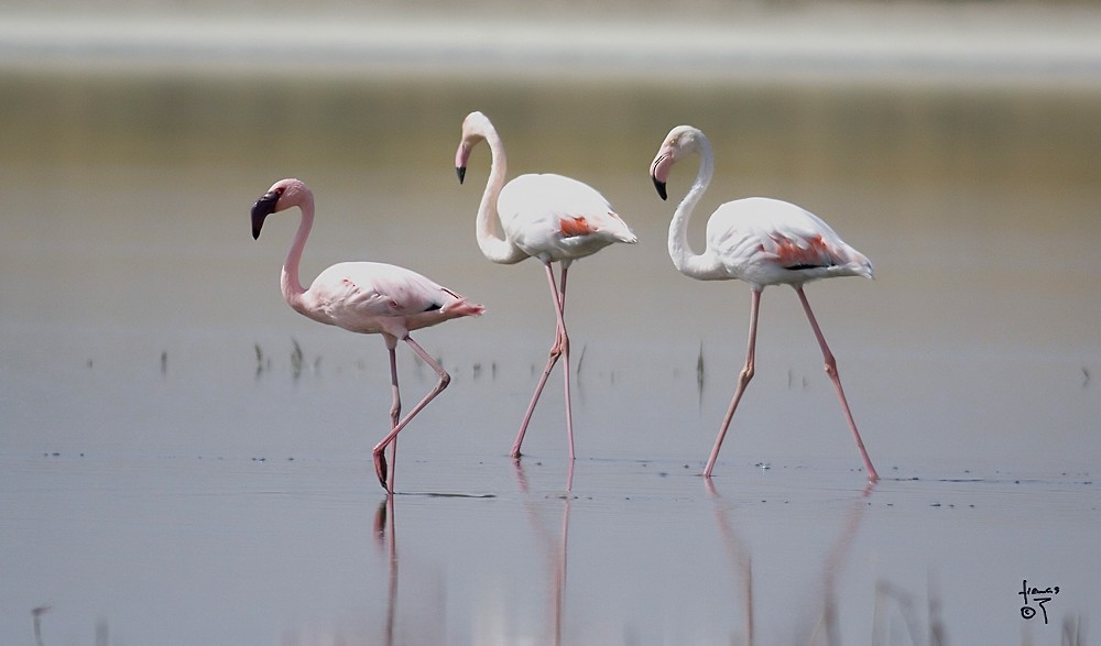 Lesser Flamingo - Francis Martín 🦋