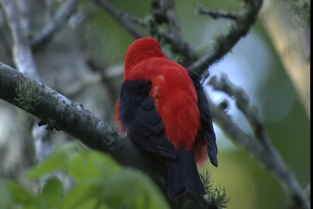 Scarlet Tanager - ML404101