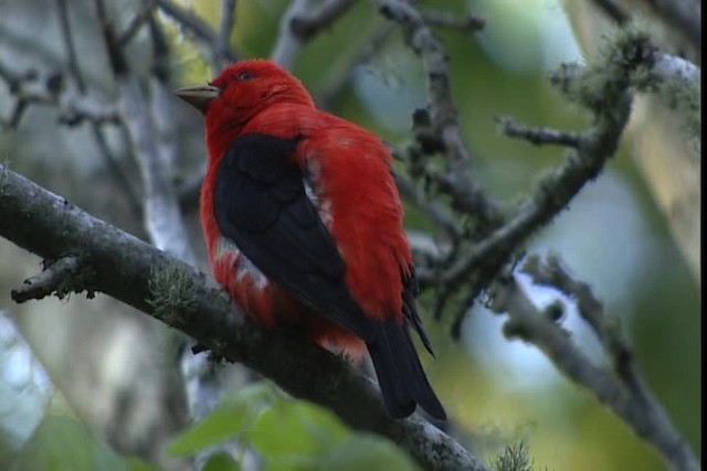 Scarlet Tanager - ML404102