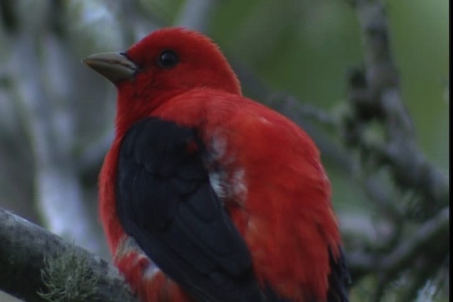 Scarlet Tanager - ML404103