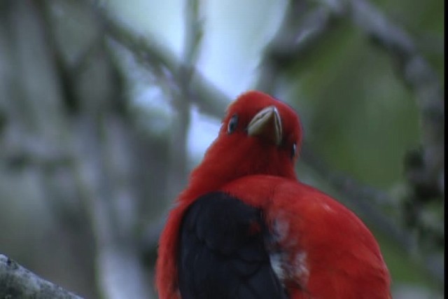 Scarlet Tanager - ML404105