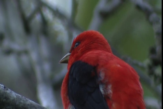 Scarlet Tanager - ML404106