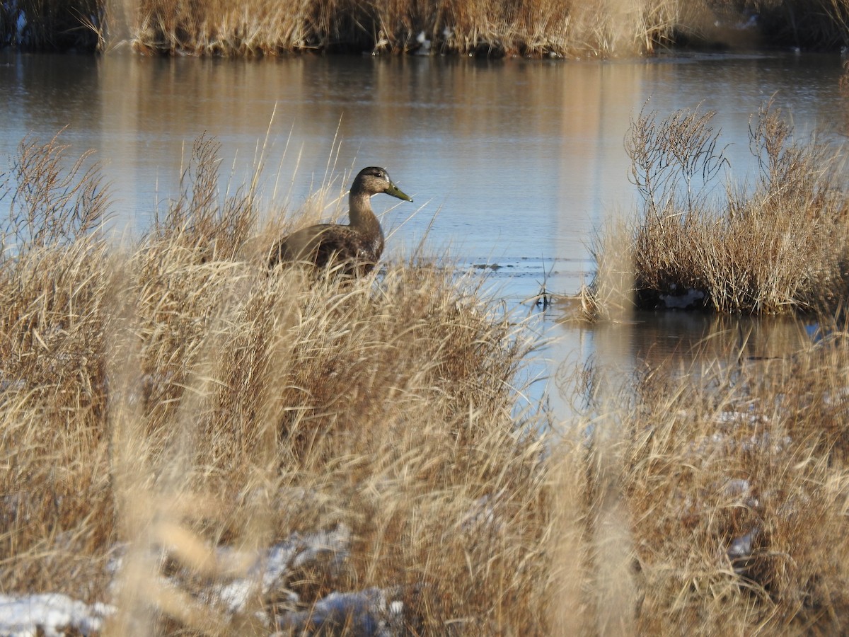 eBird Checklist 8 Jan 2022 Oyster Rocks Rd. 21 species (+1 other taxa)