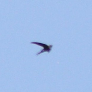 Lesser Swallow-tailed Swift - ML404109281
