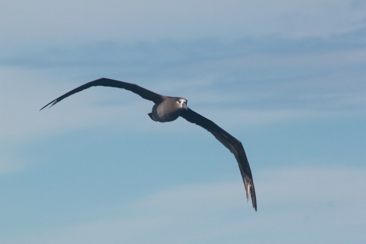Black-footed Albatross - ML40411441