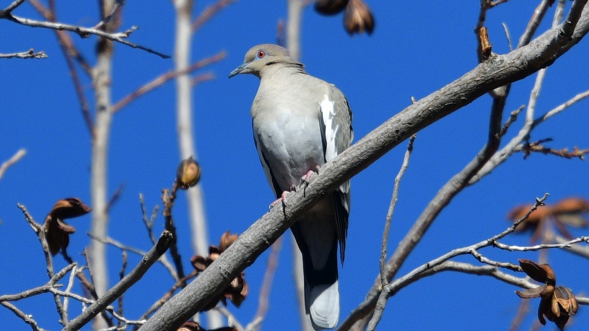 White-winged Dove - ML404116741