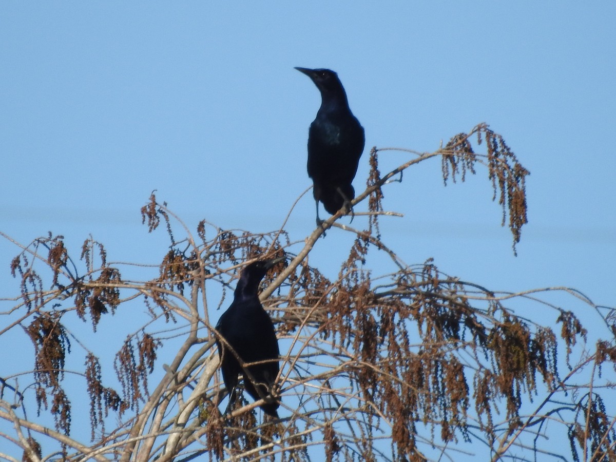 Boat-tailed Grackle - ML404119941