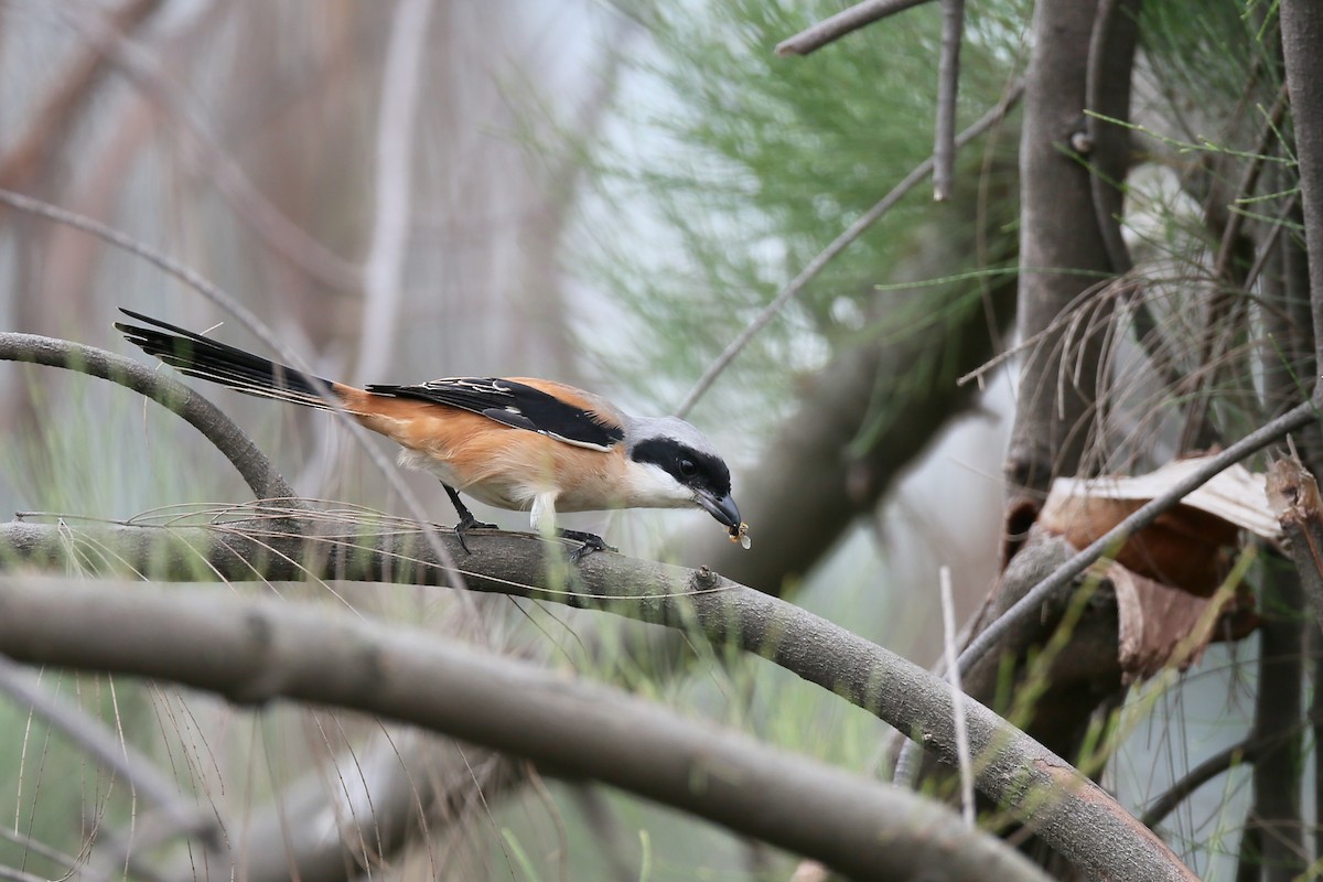 Long-tailed Shrike (schach) - Ting-Wei (廷維) HUNG (洪)