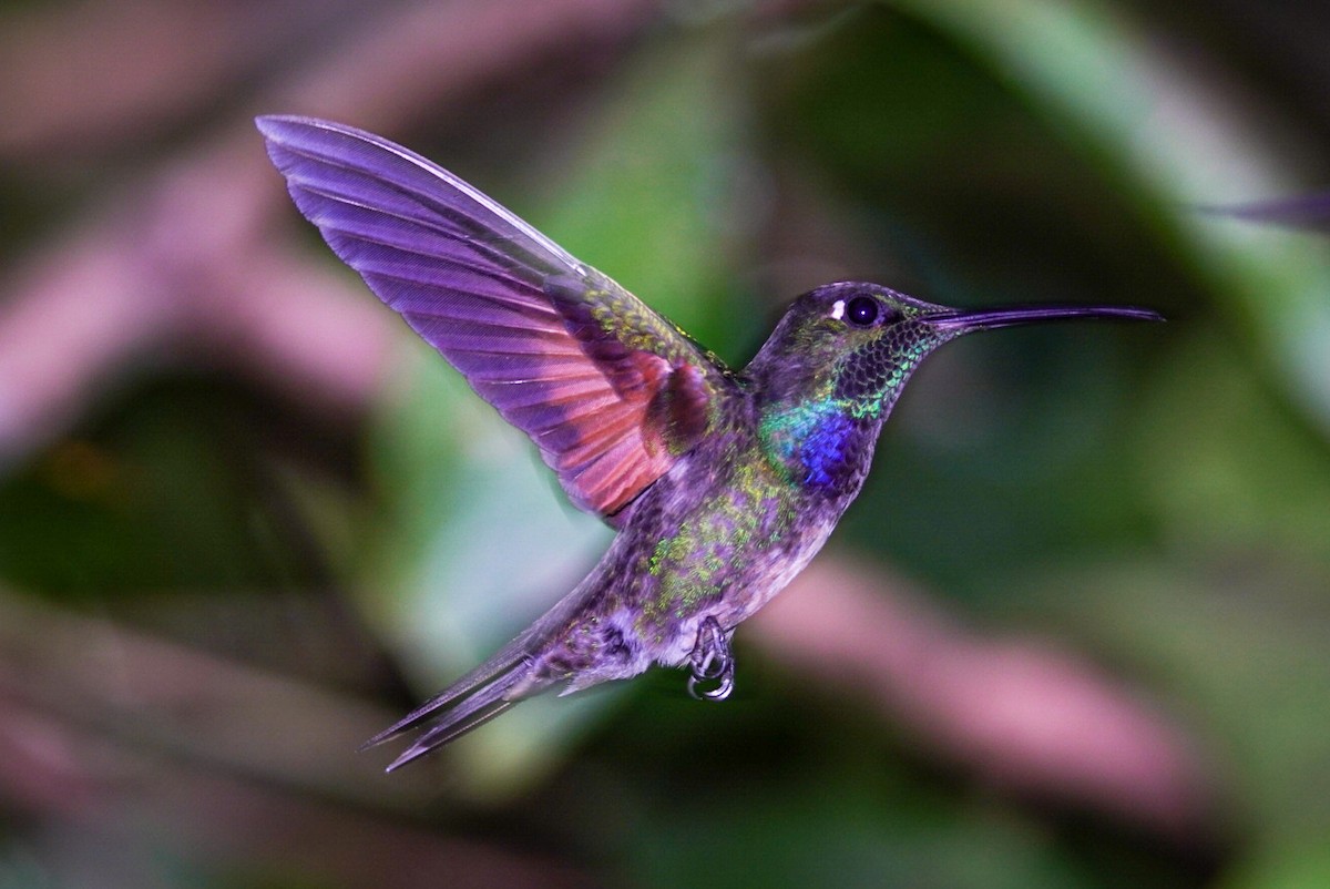 Violet-chested Hummingbird - javier  mesa