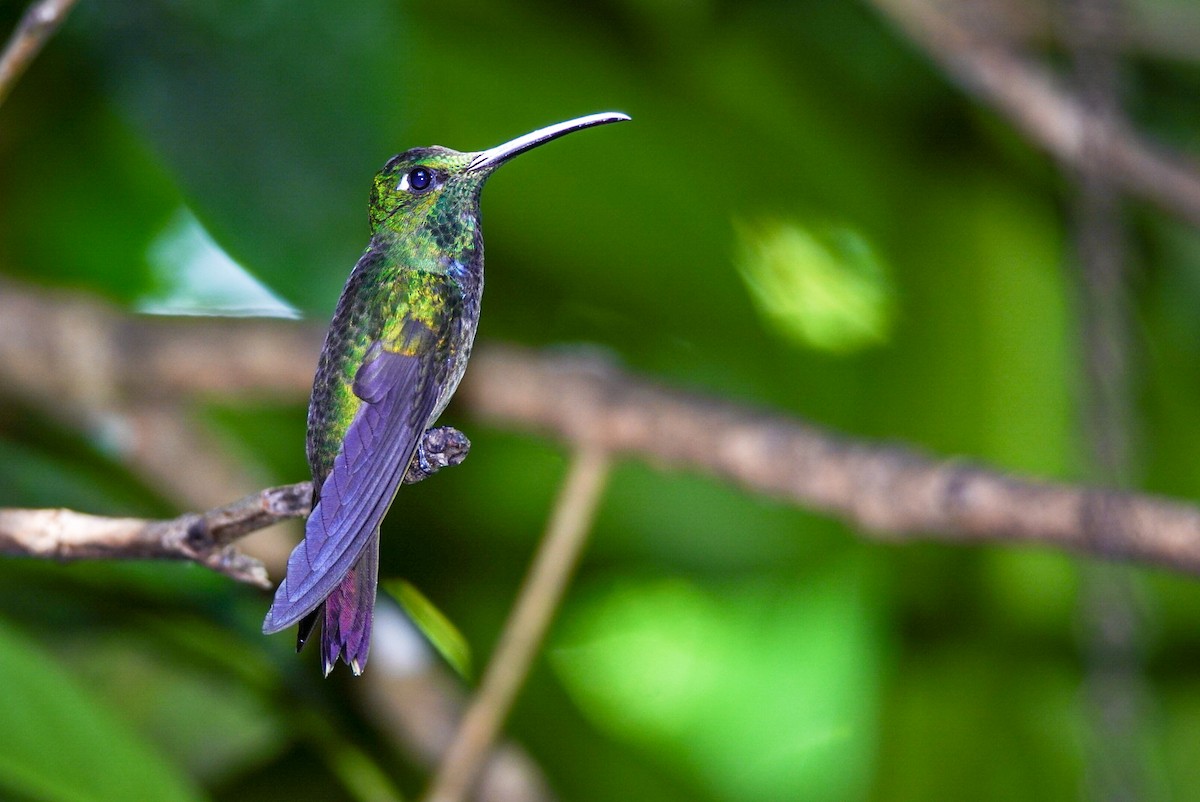 Violet-chested Hummingbird - ML404125341
