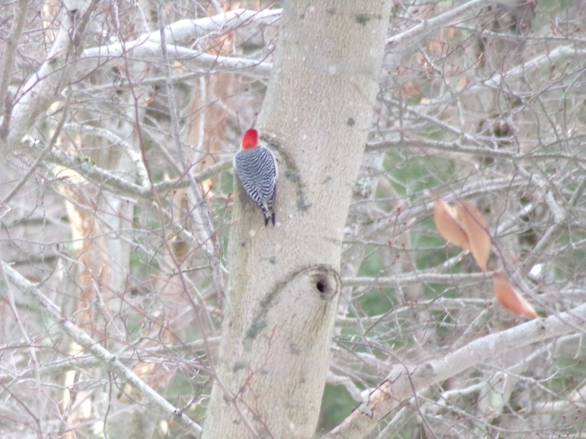 Red-bellied Woodpecker - ML404136891