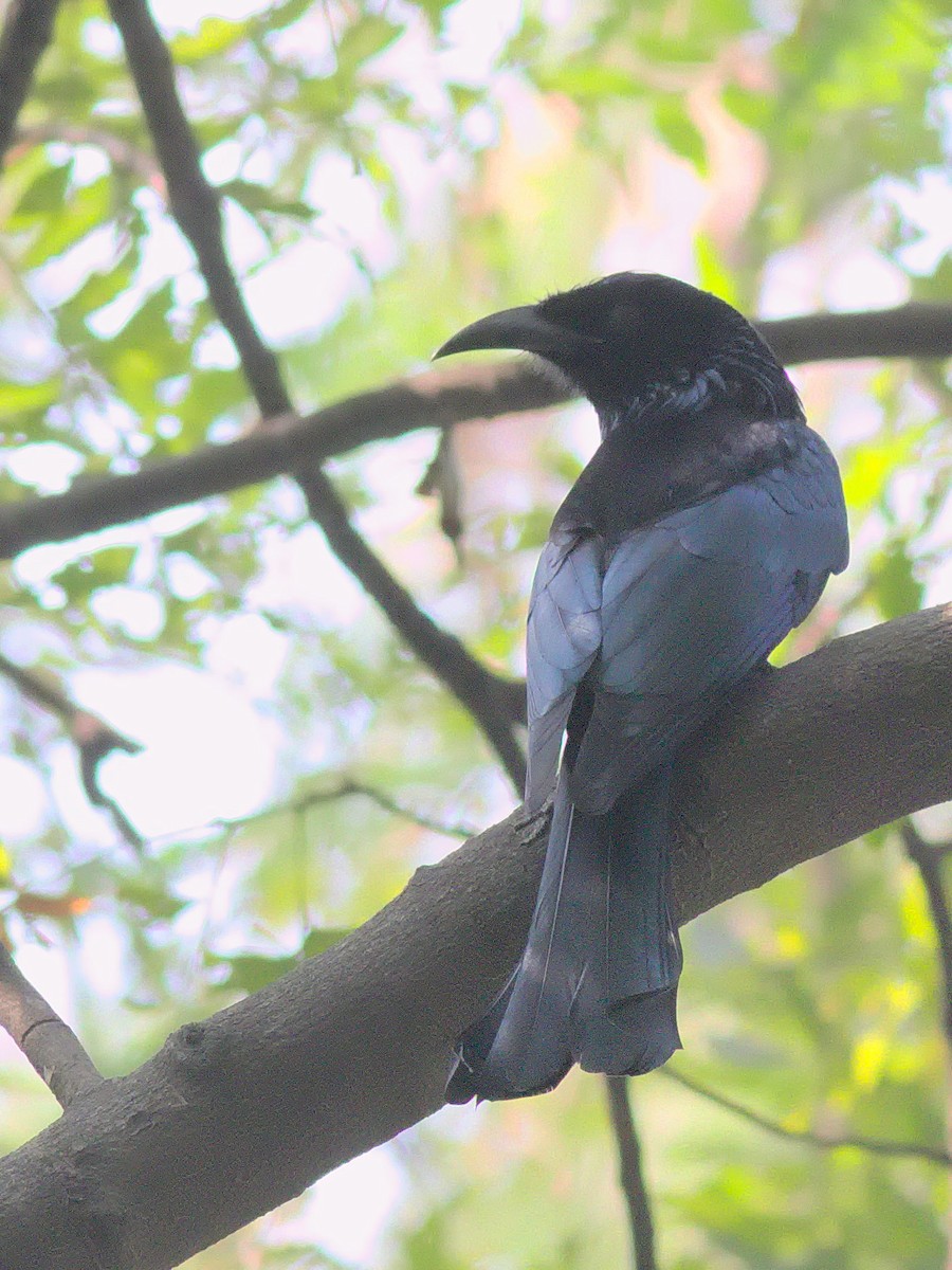 Hair-crested Drongo - ML40413851