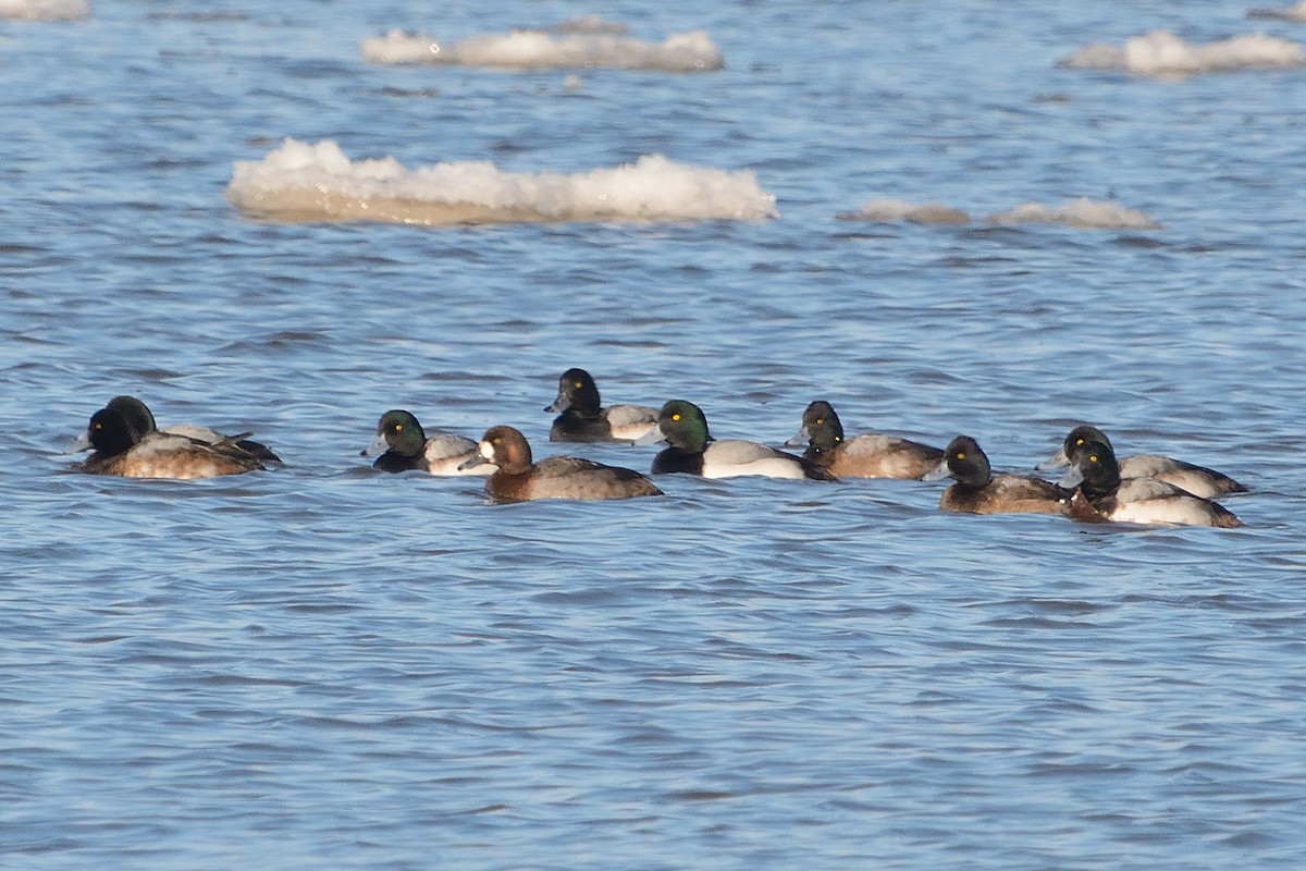 Greater Scaup - ML404138731