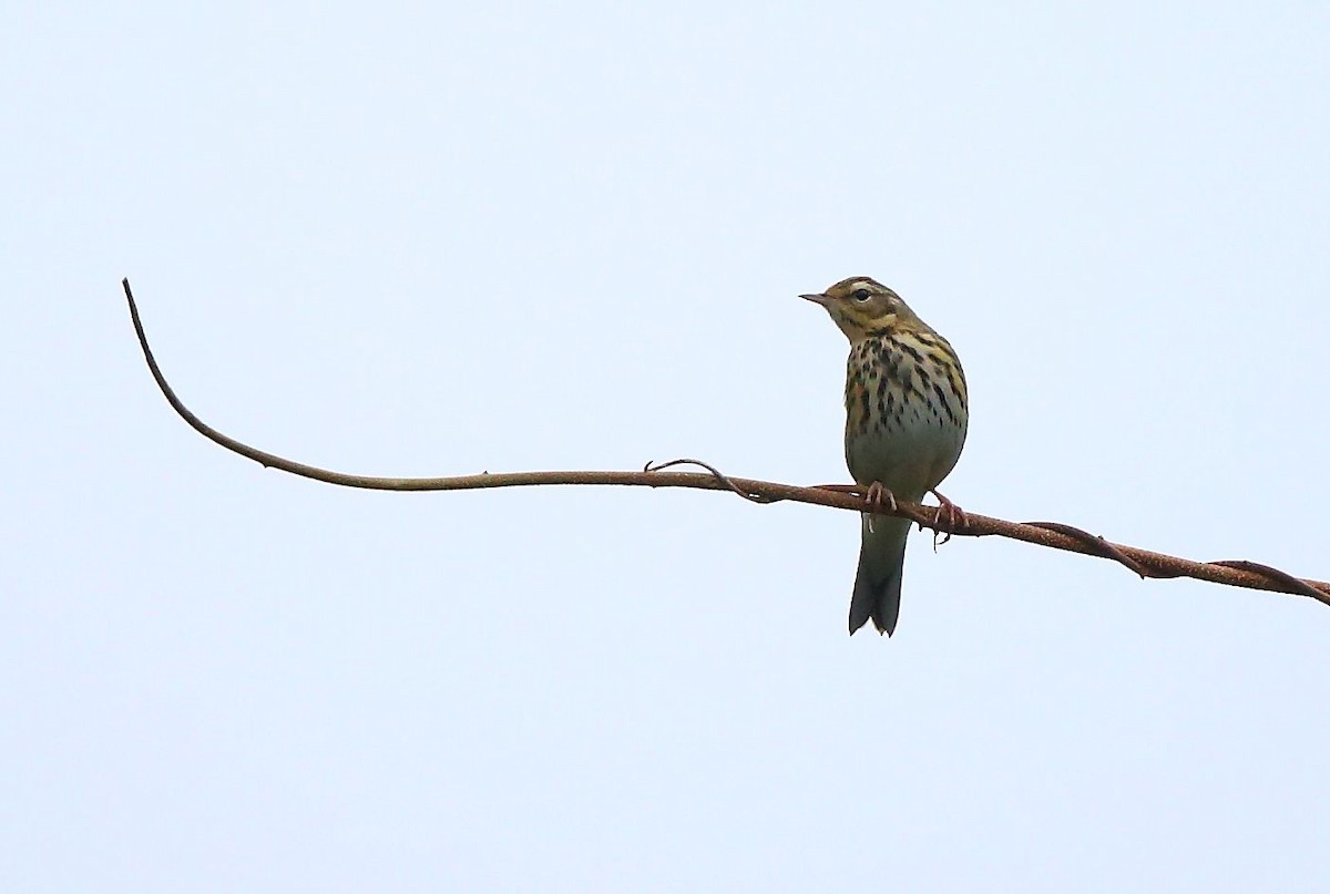 Olive-backed Pipit - Albin Jacob