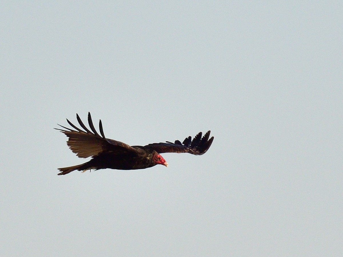 Turkey Vulture - ML404141901