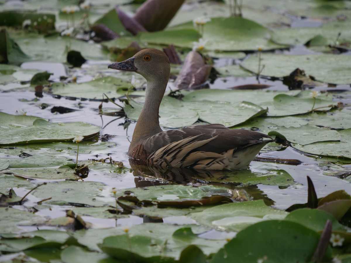 Plumed Whistling-Duck - Frank Coman