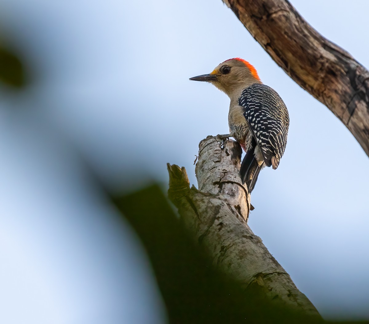 Yucatan Woodpecker - ML404150581