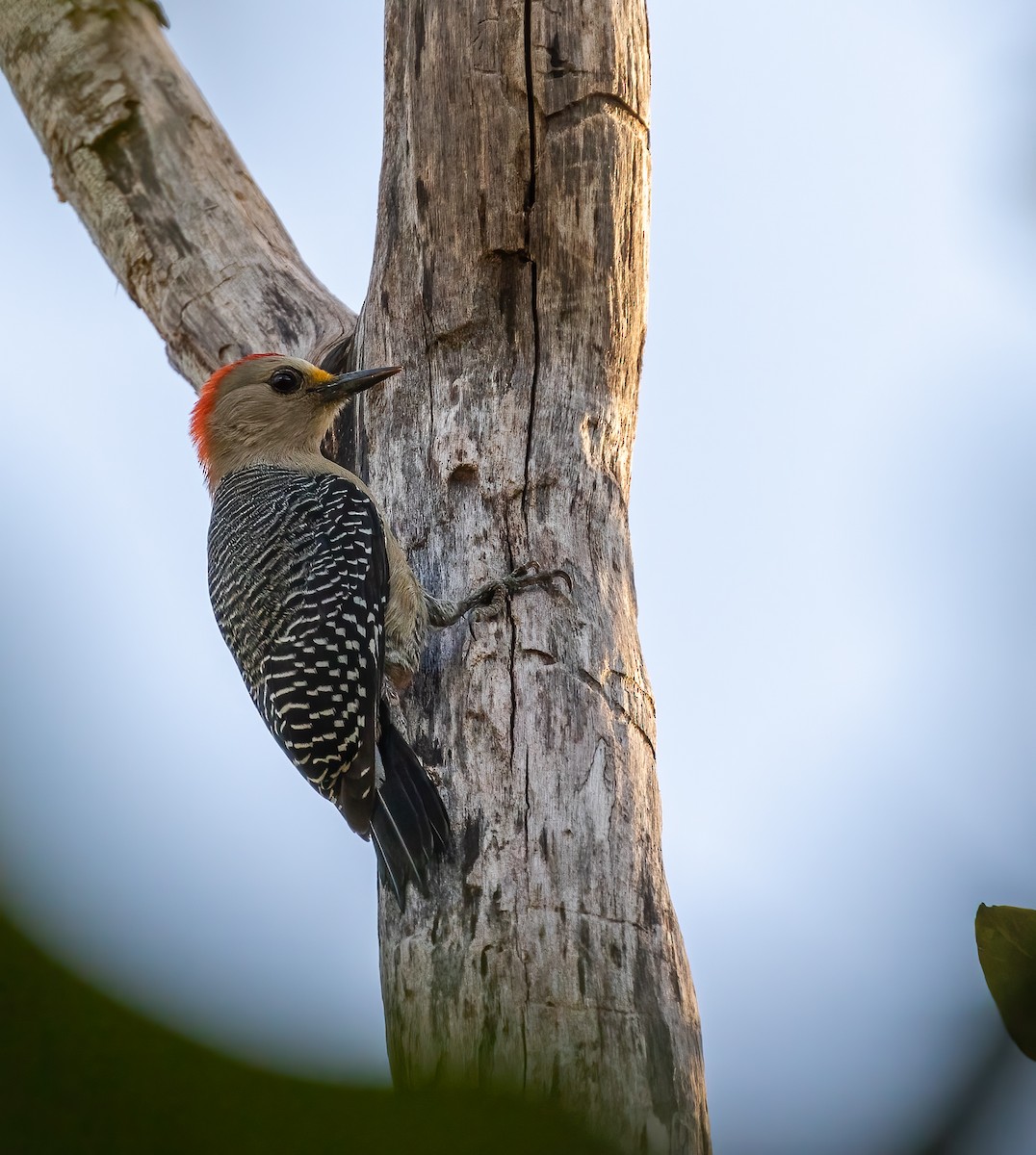 Yucatan Woodpecker - ML404150591